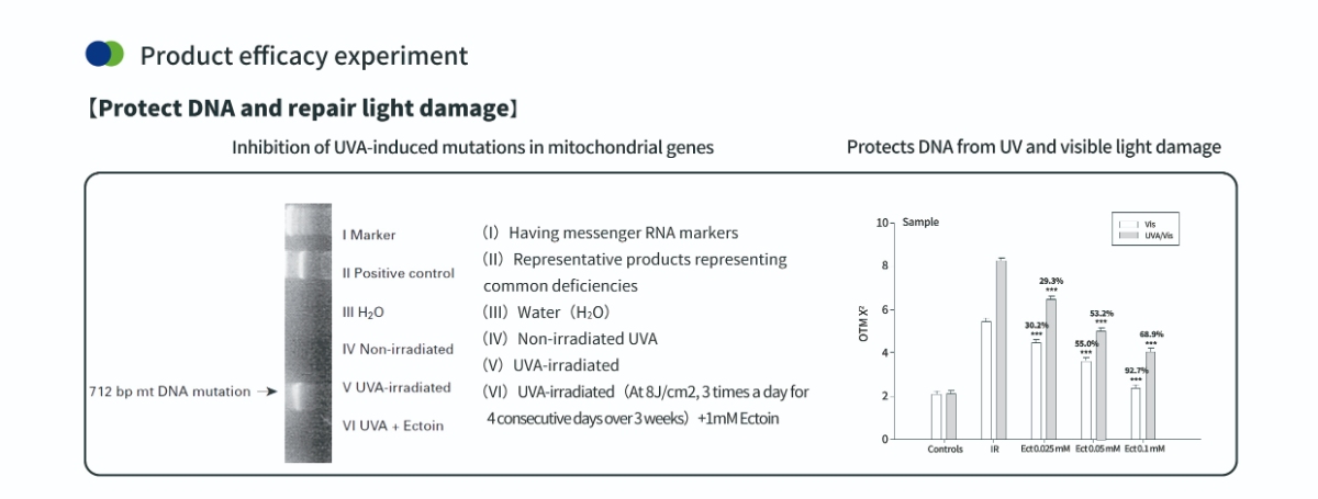 Protecting DNA with Ectoin Powder for Skin Protecting DNA with Ectoin Powder for Skin