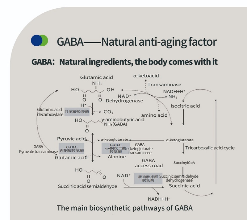 Science Behind GABA Gamma-Aminobutyric Acid