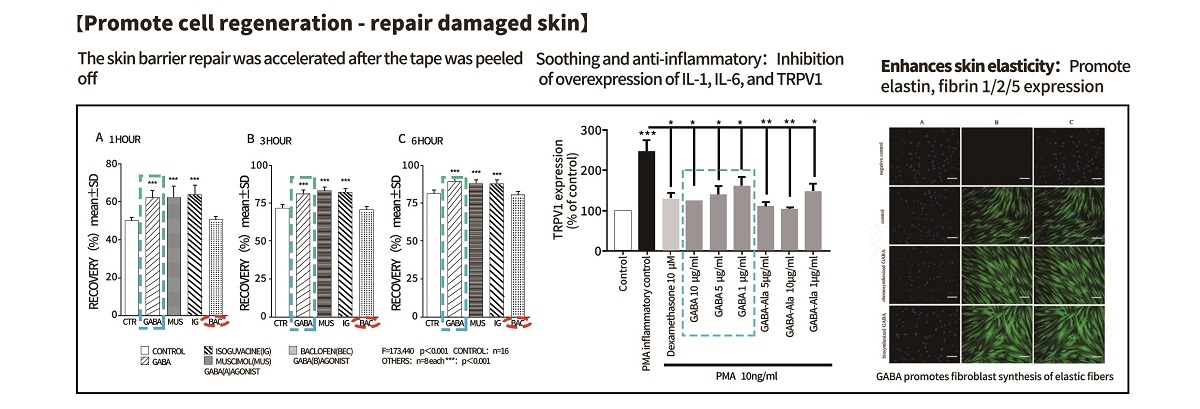 Active Gamma-Aminobutyric Acid for Skin Barrier Repair